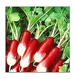 Photo 100 French Breakfast Radish Seeds | Non-GMO | Fresh Garden Seeds, best price $6.95, bestseller 2024