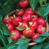 Photo Burpee Cherry Stuffer Sweet Pepper Seeds 25 seeds, best price $8.09, bestseller 2024