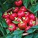 Burpee Cherry Stuffer Sweet Pepper Seeds 25 seeds new 2024