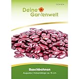 Foto Buschbohnen Augusta Samen - Phaseolus vulgaris - Buschbohnensamen - Gemüsesamen - Saatgut, bester Preis 2,99 €, Bestseller 2024