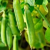 Photo Sugar Snap Pea Garden Seeds - 5 Lbs - Non-GMO, Heirloom Vegetable Gardening Seed, best price $33.91 ($0.42 / Ounce), bestseller 2024