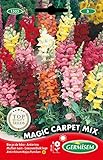 Photo Germisem Magic Carpet Mix Graines de Snapdragon 0.8 g EC1503 Multicolore, meilleur prix 2,70 €, best-seller 2024