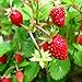 KIRA SEEDS - Alpine Strawberry Alexandria - Everbearing Fruits for Planting - GMO Free new 2023