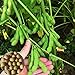Voldrew Edamame Seeds,100 unids/bolsa de semillas de verduras de rápido crecimiento, de alta germinación productiva, semillas de jardín verde para el exterior Semillas nuevo 2024
