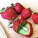 20 Stück veredelte Kiwi-Erdbeer samen leicht zu kultivieren schnell wachsende einfach zu handhaben Bonsai Köstliche Obstgarten-Pflanzen dekoration für den Garten-Hausbau Kiwi Erdbeer samen Eine Gr neu 2024
