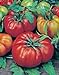 Tomato, Beefsteak, Heirloom, 25+ Seeds, Great Sliced Tomato, Delicious new 2024