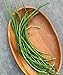 Burpee Yardlong Asparagus Pole Bean Seeds 1 ounces of seed new 2024