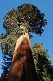 Foto Seedeo® Anzuchtset Berg - Mammutbaum (Sequoiadendron giganteum) 50 Samen, bester Preis 12,95 €, Bestseller 2024