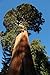 Seedeo® Anzuchtset Berg - Mammutbaum (Sequoiadendron giganteum) 50 Samen neu 2024