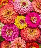 Photo Burpee Cut & Come Again Zinnia Seeds 175 seeds, best price $7.11 ($0.04 / Count), bestseller 2024
