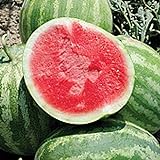 Photo Unknown Red Rock Watermelons (Seedless) Seeds (25 Seed Packet) (More Heirloom, Organic, Non GMO, Vegetable, Fruit, Herb, Flower Garden Seeds at Seed King Express), best price $5.29, bestseller 2024