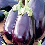 Photo 25 Graines d'Aubergine Black Beauty - légume jardin potager - méthode BIO, meilleur prix 4,49 €, best-seller 2024