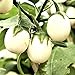 Semillas de berenjena 'Golden Egg' - Solanum melongena nuevo 2024