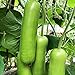30 teile/tasche Zucchini Samen Nicht-GVO Nahrung grünen Home Wachstum Gemüsesamen Bauernhof Zucchini-Samen neu 2024