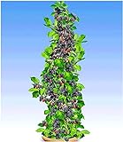 Foto BALDUR Garten Säulen-Brombeeren Navaho® 'Big&Early' dornenlos, 1 Pflanze Rubus fruticosa Säulenobst Beerenobst Brombeerpflanze, bester Preis 11,95 €, Bestseller 2024