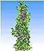 BALDUR Garten Säulen-Brombeeren Navaho® 'Big&Early' dornenlos, 1 Pflanze Rubus fruticosa Säulenobst Beerenobst Brombeerpflanze neu 2024