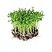 Dun Pea Seeds: 5 Lb - Bulk, Non-GMO Peas Sprouting Seeds for Vegetable Gardening, Cover Crop, Microgreen Pea Shoots new 2024