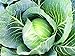 25+ Count Late Flat Dutch Cabbage Seed, Heirloom, Non GMO Seed Tasty Healthy Veggie new 2024