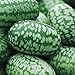 Cucamelon Seeds 35 Seed Pack Mexican Sour Gherkin, Mouse Melon 35 Seeds new 2024