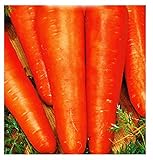 Foto Semillas de zanahoria san valerio - verduras - daucus carota - aprox. 4500 semillas - las mejores semillas de plantas - flores - frutas raras - zanahorias - idea de regalo -, mejor precio 8,18 €, éxito de ventas 2024