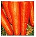 Semillas de zanahoria san valerio - verduras - daucus carota - aprox. 4500 semillas - las mejores semillas de plantas - flores - frutas raras - zanahorias - idea de regalo - nuevo 2024