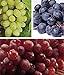 zcbang Rare Plant Fruit Seed 30 Pcs Grape Seeds - Beauteous Sweet Green Grape new 2023