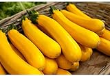 Photo 5 graines semences courgette jaune d'italie courge comestible fruit legume potager, meilleur prix 4,59 €, best-seller 2024