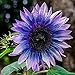 Oce180anYLVUK Sonnenblumenkerne, 100 Stück/Beutel Sonnenblumenkerne Schöne Blüte Lustige Pflanzung Freundliche Bestäuber Landschaftsbau Balkon Sämlinge Für Sonnenblumenkerne neu 2023