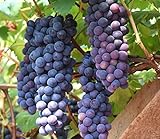 Photo 30+ Thompson Grape Seeds Vine Plant Sweet Excellent Flavored Green Grape, best price $7.99, bestseller 2024