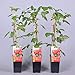 Himbeere Rubus idaeus 'Malling Promise' Beerenobst Gartenpflanze als Busch 40-60cm neu 2024