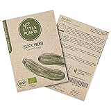 Foto BIO Zucchini Samen, 10 Zucchinisamen, hohe Keimrate, 100% Natürlich von Little Plants, BIO Samen Zucchini Courgette für deinen Gemüsegarten, Gemüsebeet, Hochbeet - BIO Saatgut Nachhaltig Verpackt, bester Preis 3,95 €, Bestseller 2024