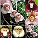 Blumensamen 1 Tasche Blume Samen seltene neuartige Form vielseitige auffällige Haus Pflanze Samen für Garten - 100pcs Affe Gesicht Orchidee Samen neu 2023