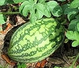 Photo 25 Florida Giant Watermelon Seeds | Non-GMO | Heirloom | Fresh Garden Seeds, best price $6.95, bestseller 2024
