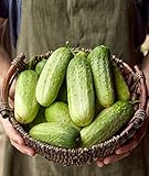 Photo Burpee Pick-A-Bushel Pickling Cucumber Seeds 30 seeds, best price $5.74 ($0.19 / Count), bestseller 2024
