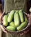 Burpee Pick-A-Bushel Pickling Cucumber Seeds 30 seeds new 2022