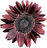 Photo UtopiaSeeds Chocolate Cherry Sunflower Seeds - Beautiful Deep Red Sunflower, best price $9.99 ($49.95 / Ounce), bestseller 2024