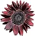 UtopiaSeeds Chocolate Cherry Sunflower Seeds - Beautiful Deep Red Sunflower new 2022