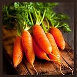 Photo Little Finger Carrot Seeds | Heirloom & Non-GMO Carrot Seeds | Vegetable Seeds for Planting Outdoor Home Gardens | Planting Instructions Included, best price $6.95, bestseller 2024