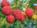 Photo 2 Joan J Raspberry Plants Everbearing, best price $27.95, bestseller 2024