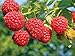 2 Joan J Raspberry Plants Everbearing new 2024