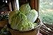 Chinese Cabbage Seeds |