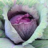 Photo David's Garden Seeds Cabbage Red Acre 5423 (Purple) 100 Non-GMO, Heirloom Seeds, best price $4.45, bestseller 2024