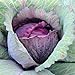 David's Garden Seeds Cabbage Red Acre 5423 (Purple) 100 Non-GMO, Heirloom Seeds new 2024