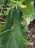 Photo Japanese Climbing Cucumber Seeds - Tender, Crisp, and Delicious!! High yields!!!(25 - Seeds), best price $4.99, bestseller 2024