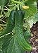 Japanese Climbing Cucumber Seeds - Tender, Crisp, and Delicious!! High yields!!!(25 - Seeds) new 2024