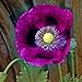 Poppy Seeds - Laurens Grape - Packet, Purple, Flower Seeds, Open Pollinated, Attracts Pollinators, Dry Area Tolerant, Container Garden, Easy to Grow Maintain new 2024