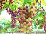 Photo 30PCS Rare Finger Grape Seeds Advanced Fruit Seed Natural Growth Grape Delicious, best price $7.99 ($0.27 / Count), bestseller 2024