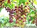 30PCS Rare Finger Grape Seeds Advanced Fruit Seed Natural Growth Grape Delicious new 2022