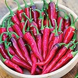 Photo Burpee Dragon Cayenne Hot Pepper Seeds 25 seeds, best price $9.23 ($0.37 / Count), bestseller 2024