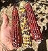 20 Graines de rare Maïs: Multicolor Fiesta et Rouge Strawberry nouveau 2024